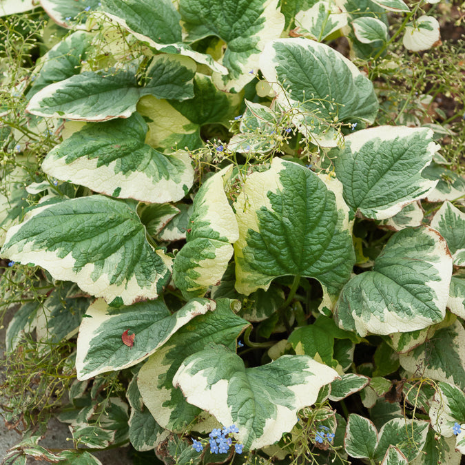 Myosotis du Caucase panaché - Bakker