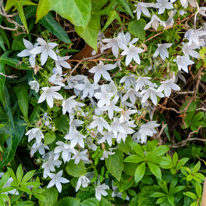 Campanula poscharskyana E.H. Frost - Campanule des murets E.H. Frost - Campanules