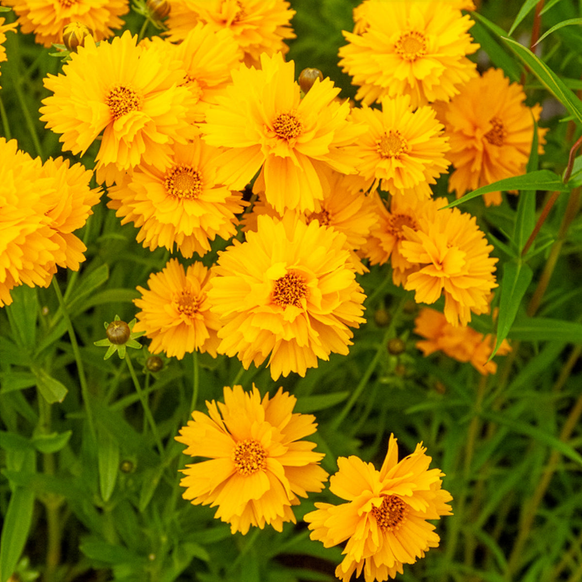 Coreopsis grandiflora Sunray - Coréopsis à grandes fleurs Sunray - Coréopsis