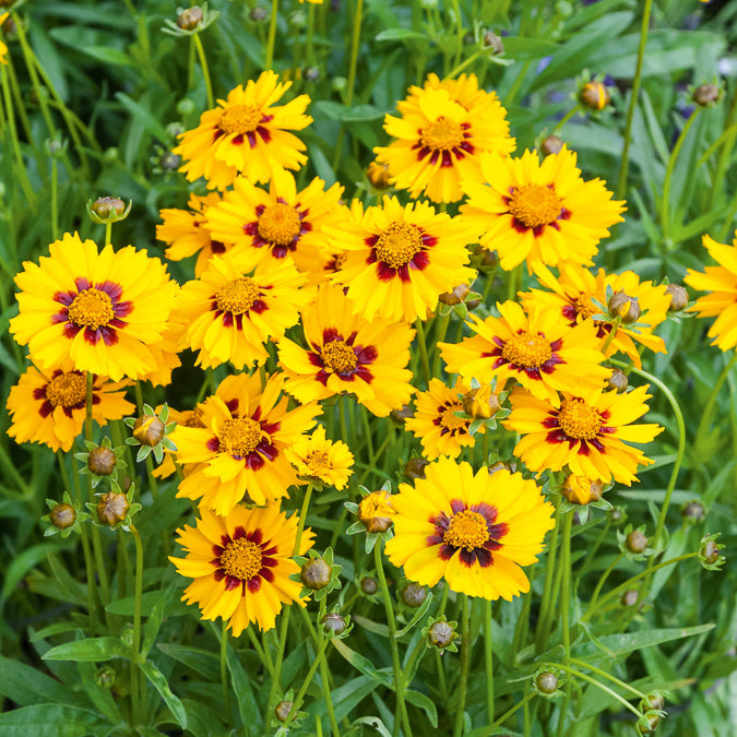 Coreopsis - Oeil de jeune fille