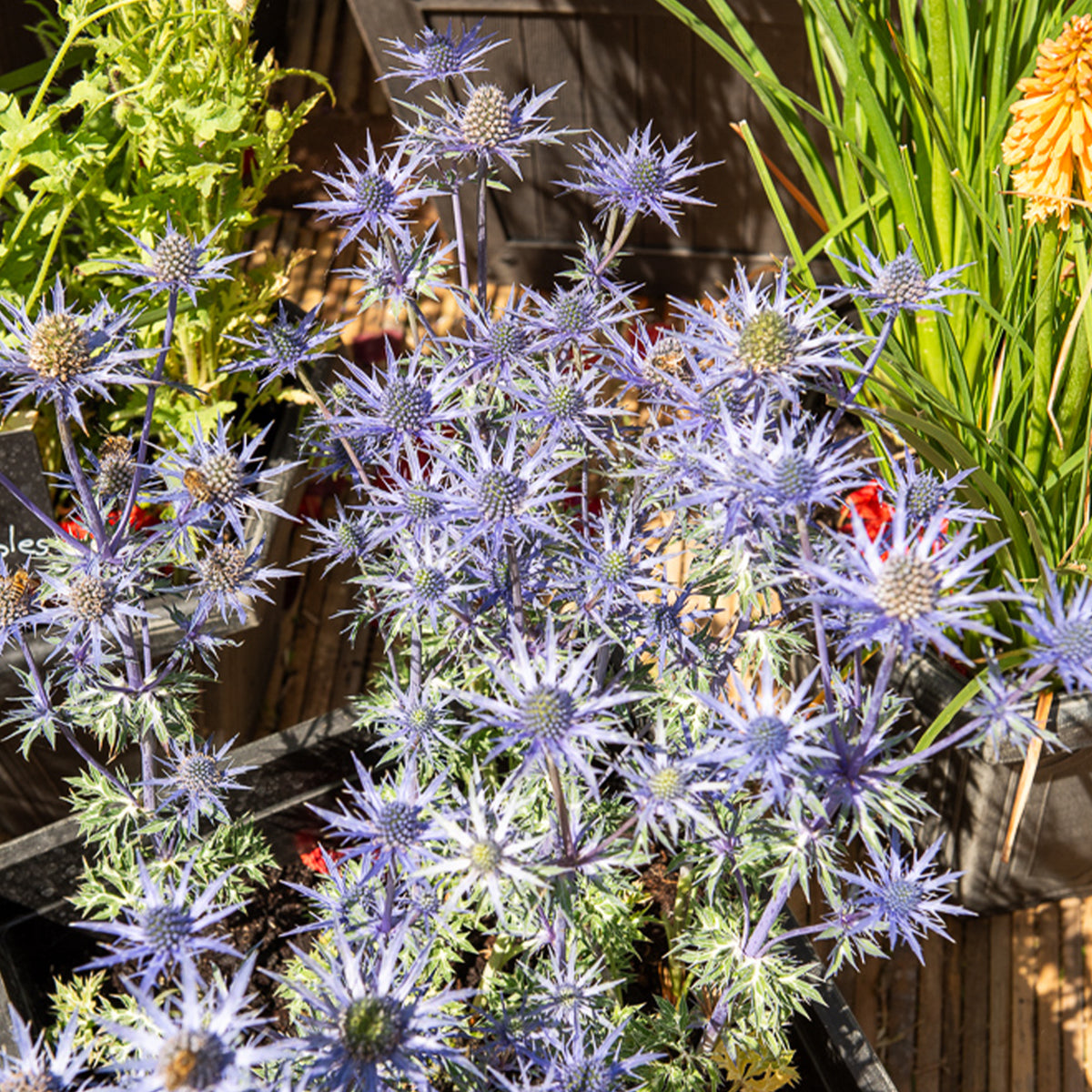 Panicaut maritime Lapis Blue - Bakker