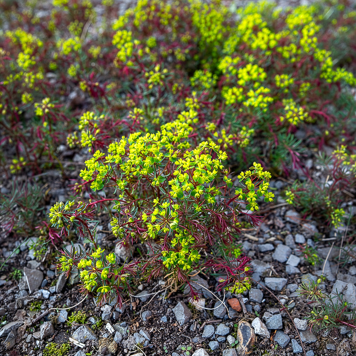 Euphorbe petit-cyprès Clarice Howard - Bakker