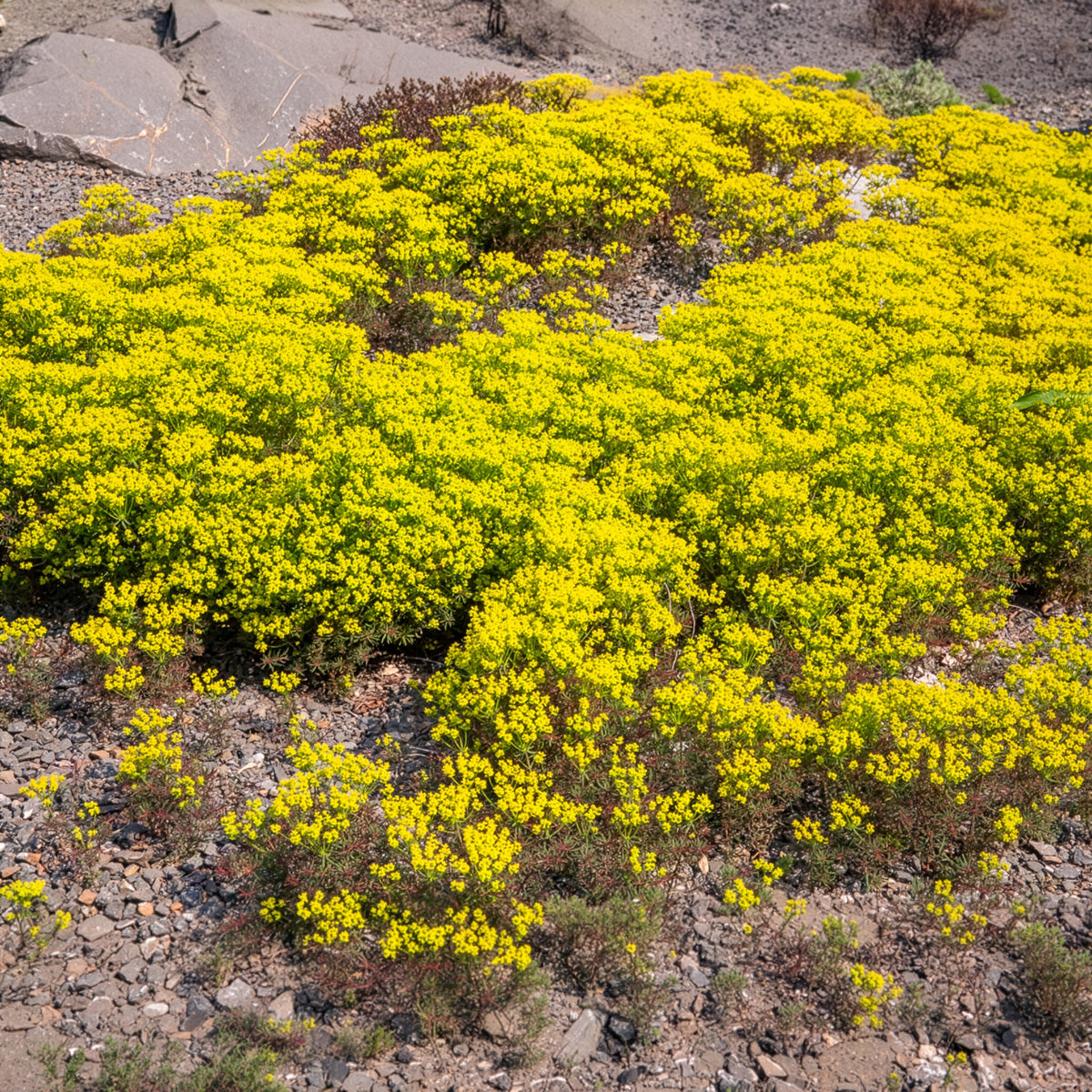 Euphorbe petit-cyprès Clarice Howard - Euphorbia cyparissias clarice howard - Bakker
