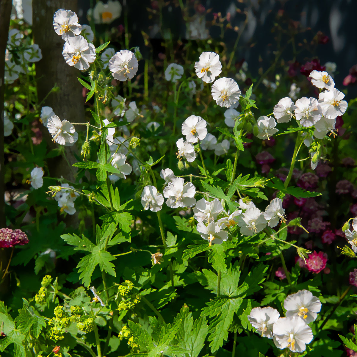 Géranium vivace à fleurs blanches - Bakker