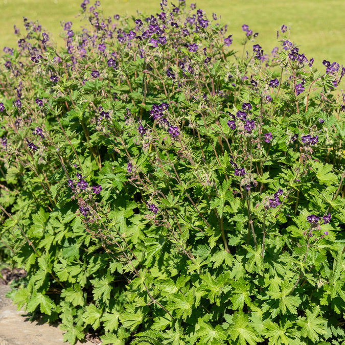 Géranium vivace livide - Geranium phaeum - Bakker