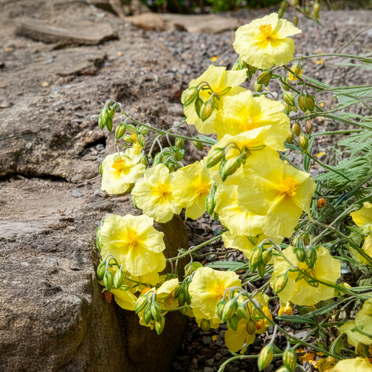 Helianthemum Wisley Primrose - Hélianthème Wisley Primrose - Hélianthèmes