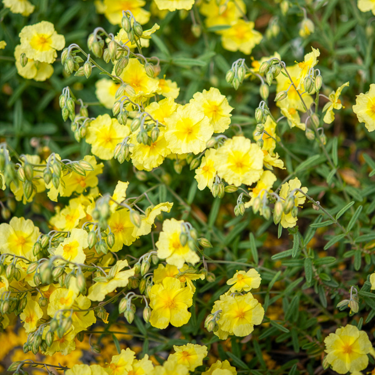 Hélianthème Wisley Primrose - Helianthemum Wisley Primrose - Bakker