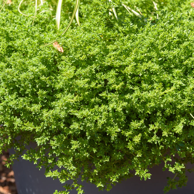 Herniaire glabre Turquette - Herniaria glabra - Bakker