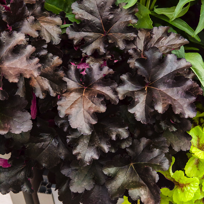 Heuchera Black Pearl - Heuchère Black Pearl - Heuchère
