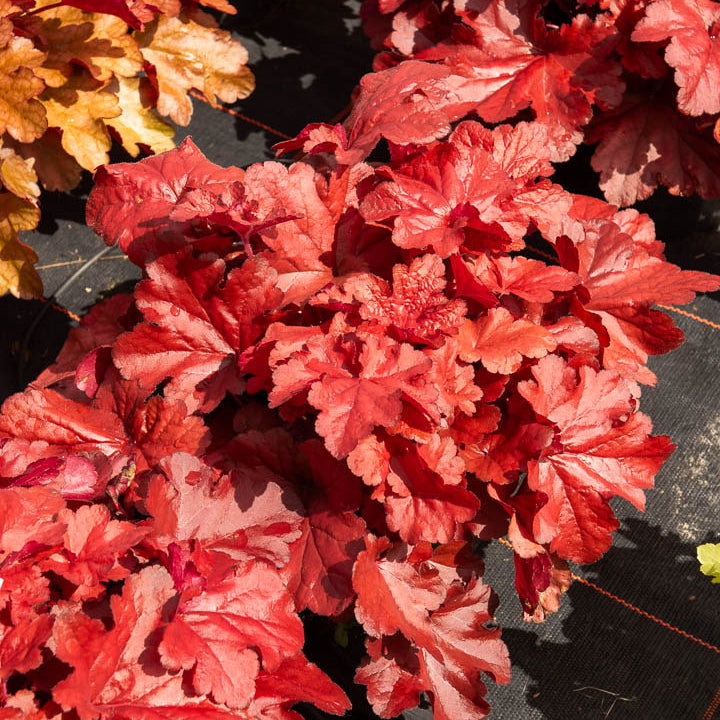 Heuchère Forever Red - Heuchera forever red ( forever series ) - Bakker