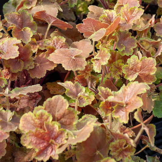 Heuchère Miracle ® - Bakker