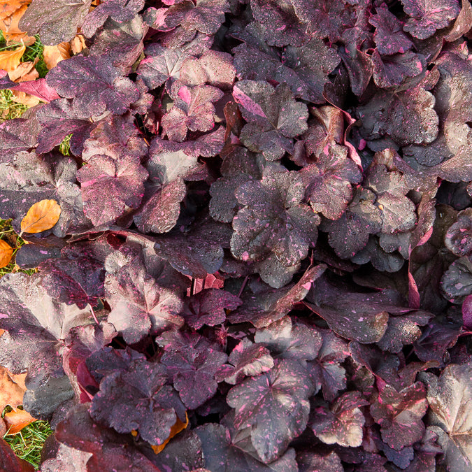 Heuchère - Heuchère Midnight rose - Heuchera Midnight Rose