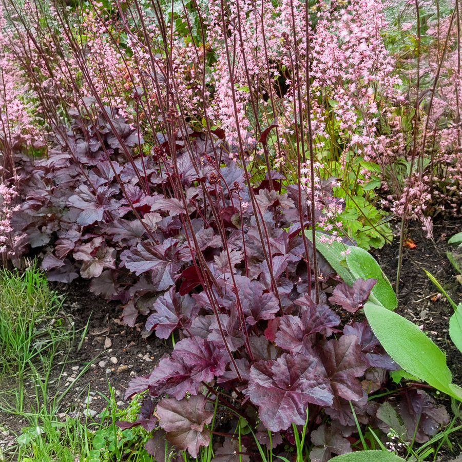 Heuchera obsidian - Heuchère Obsidian - Heuchère