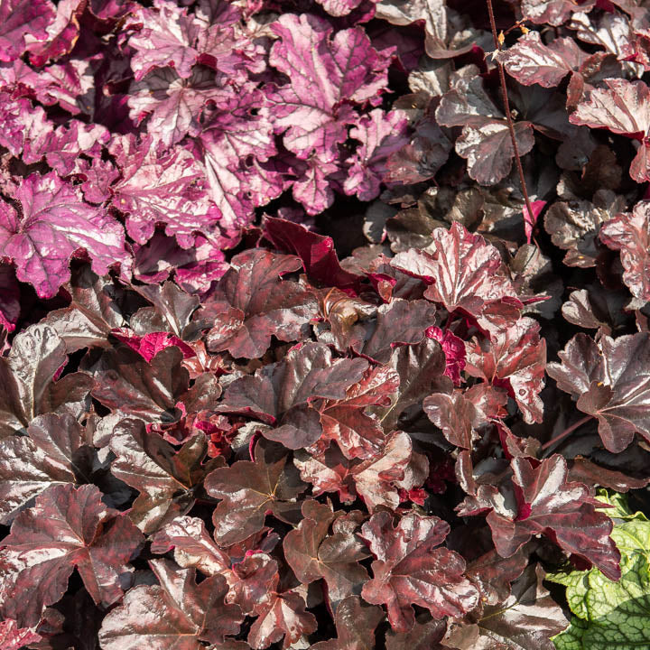 Heuchère Obsidian - Heuchera obsidian - Bakker