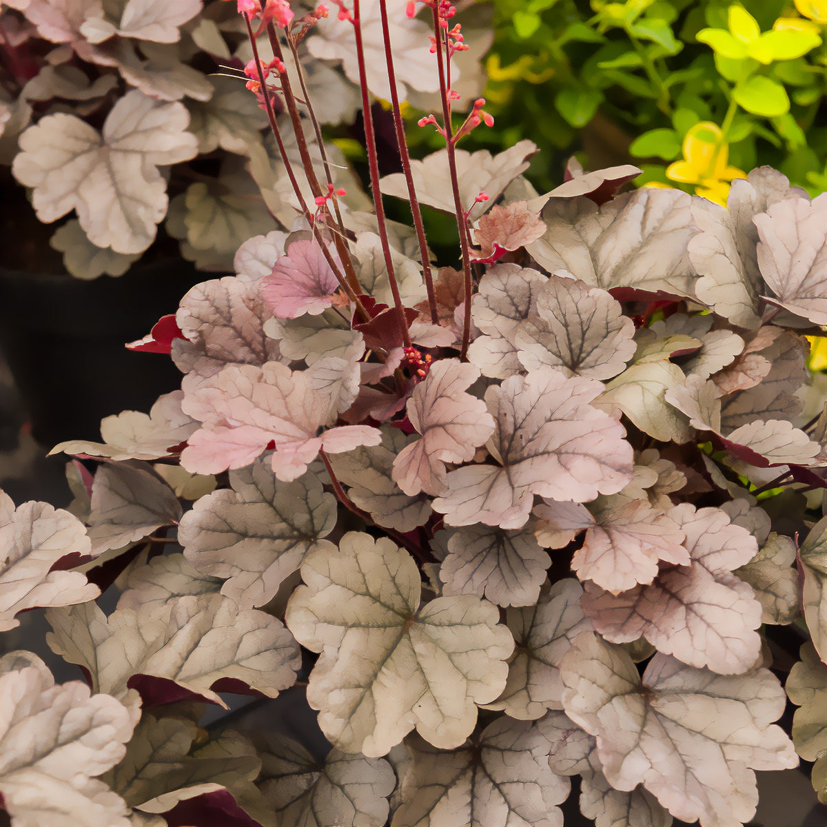 Heuchera silver gumdrop ( dolce series ) - Heuchère Silver Gumdrop - Heuchère