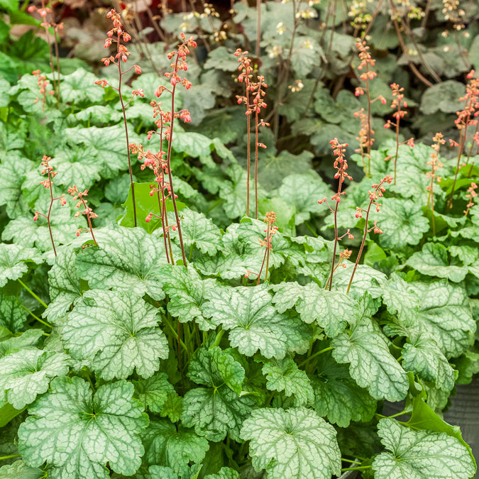 Heuchère Paris - Heuchera Paris - Bakker