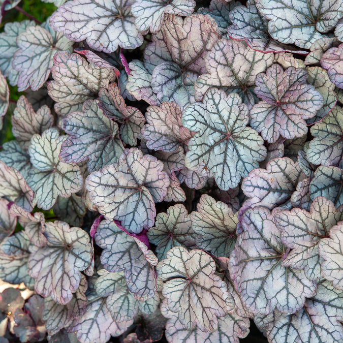 Heuchère Sugar Plum - Heuchera Sugar Plum - Bakker