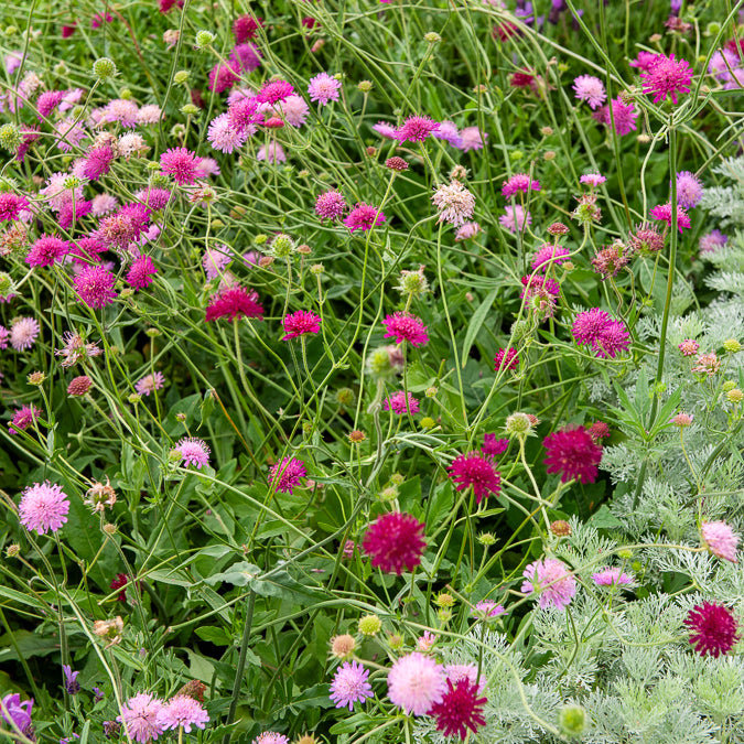 Knautia macedonica Melton Pastels - Petite scabieuse de Macédoine Melton Pastels - Plantes vivaces