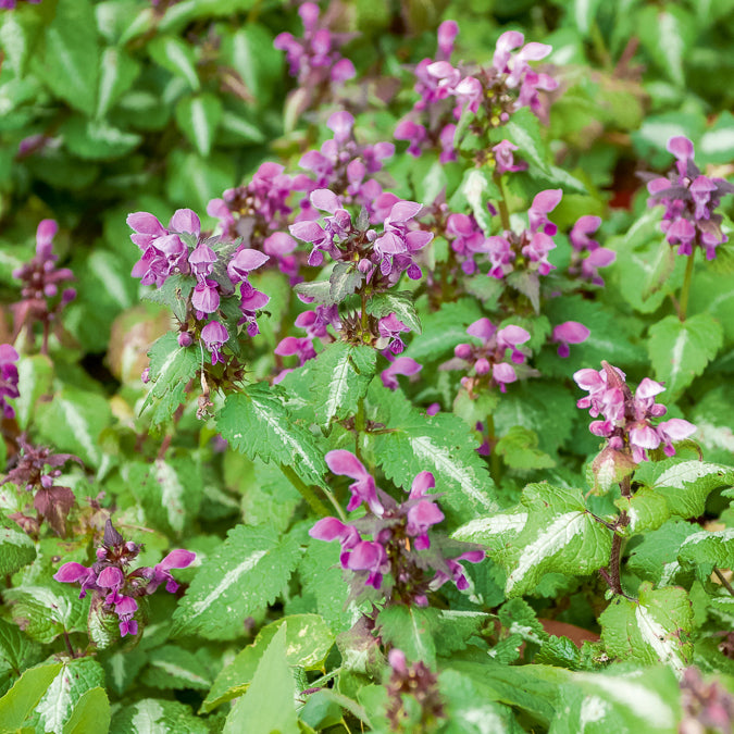 Lamium maculatum Roseum - Lamier tacheté Roseum - Lamier