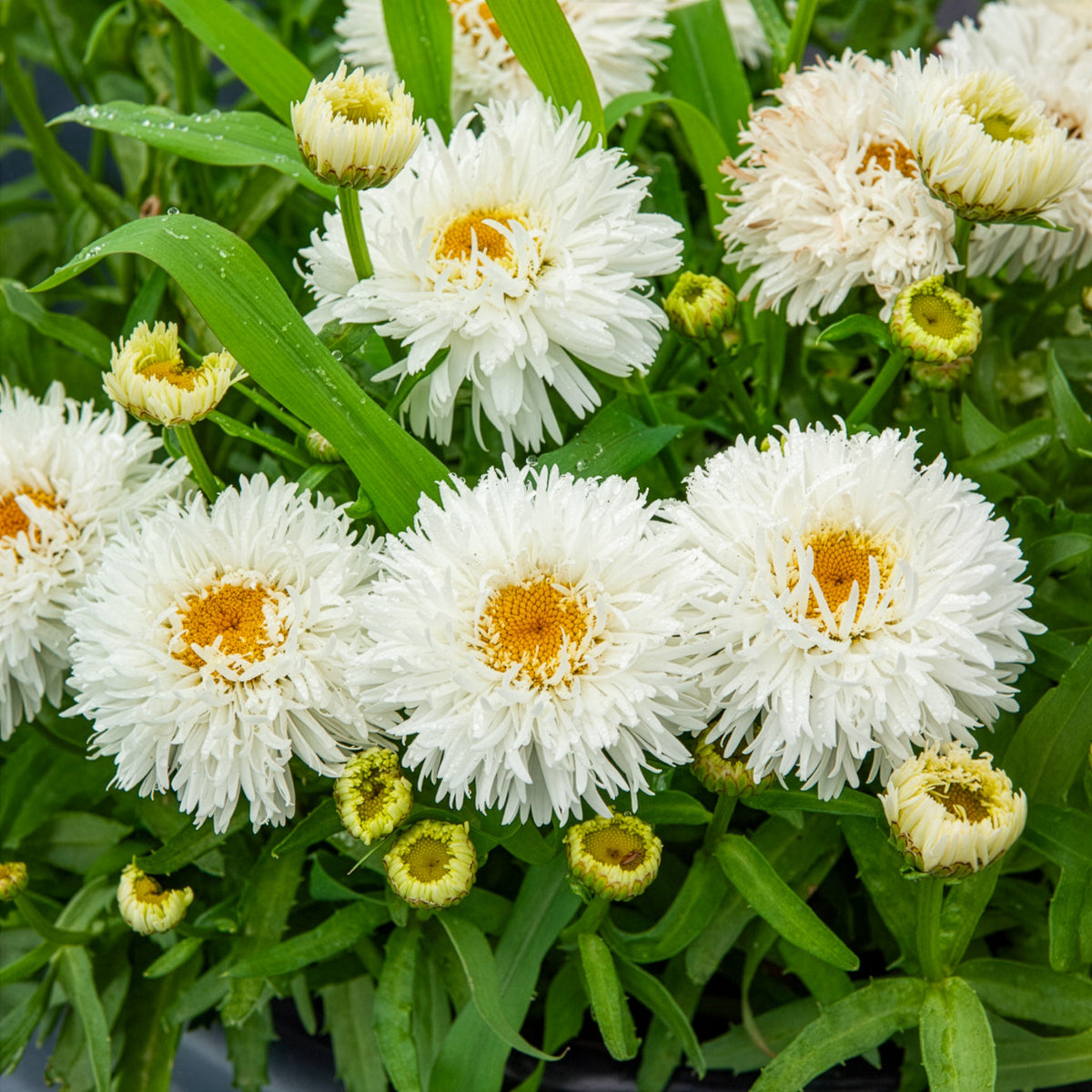 Marguerite d'été Laspider - Bakker