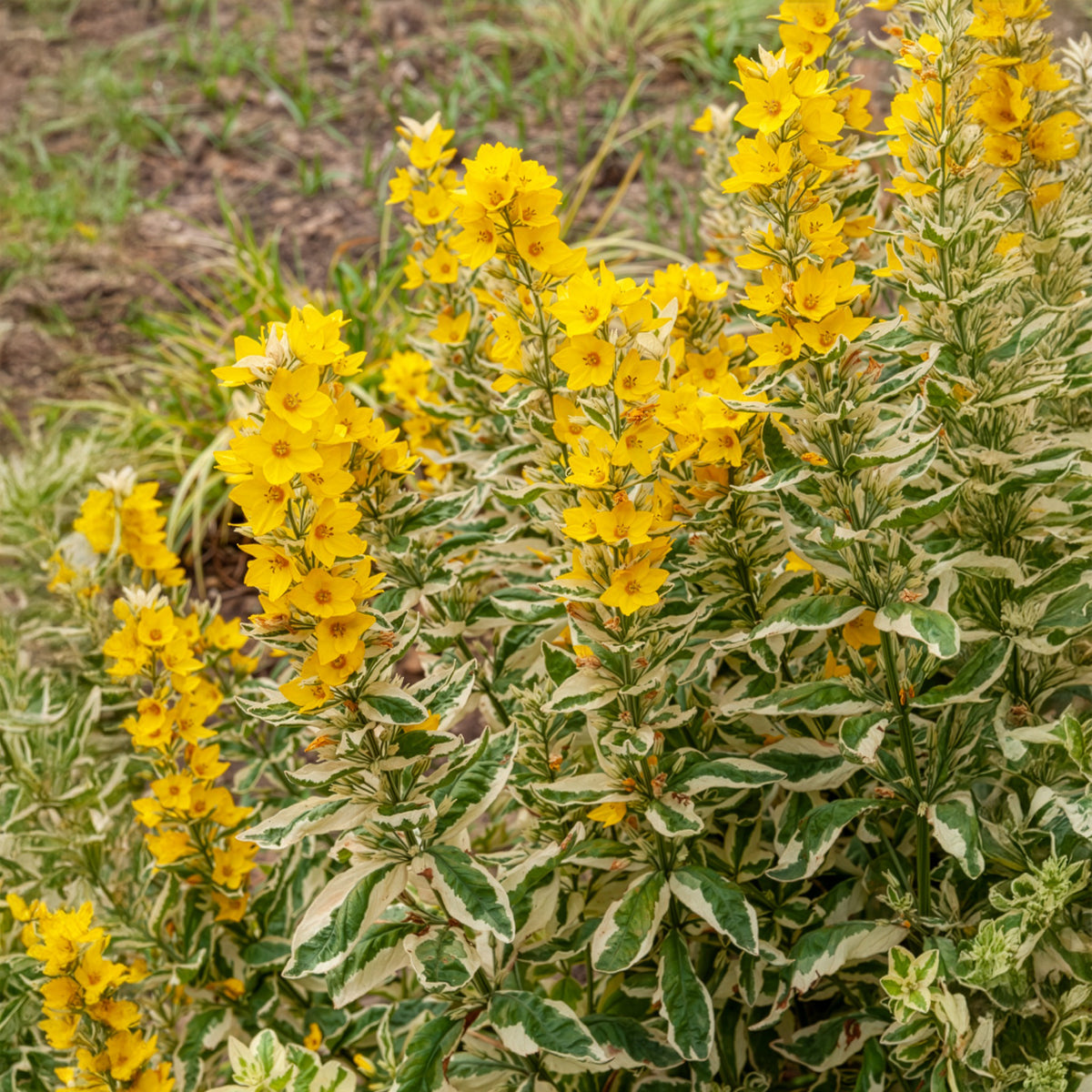 Lysimaque - Lysimaque ponctuée Alexander - Lysimachia punctata Alexander