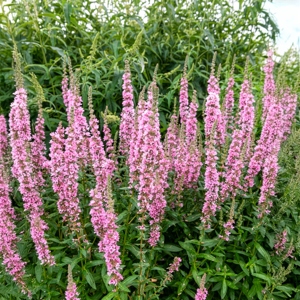 Lythrum salicaria Blush - Salicaire commune Blush - Salicaire