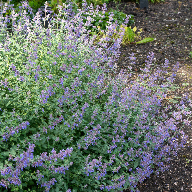 Nepeta Dropmore - Nepeta faassenii Dropmore - Bakker