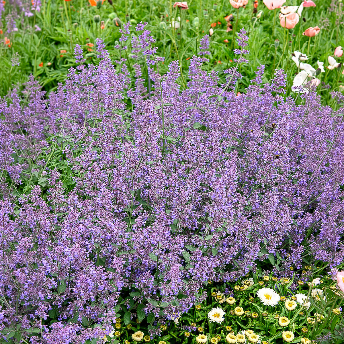 Nepeta Six Hills Giant - Bakker