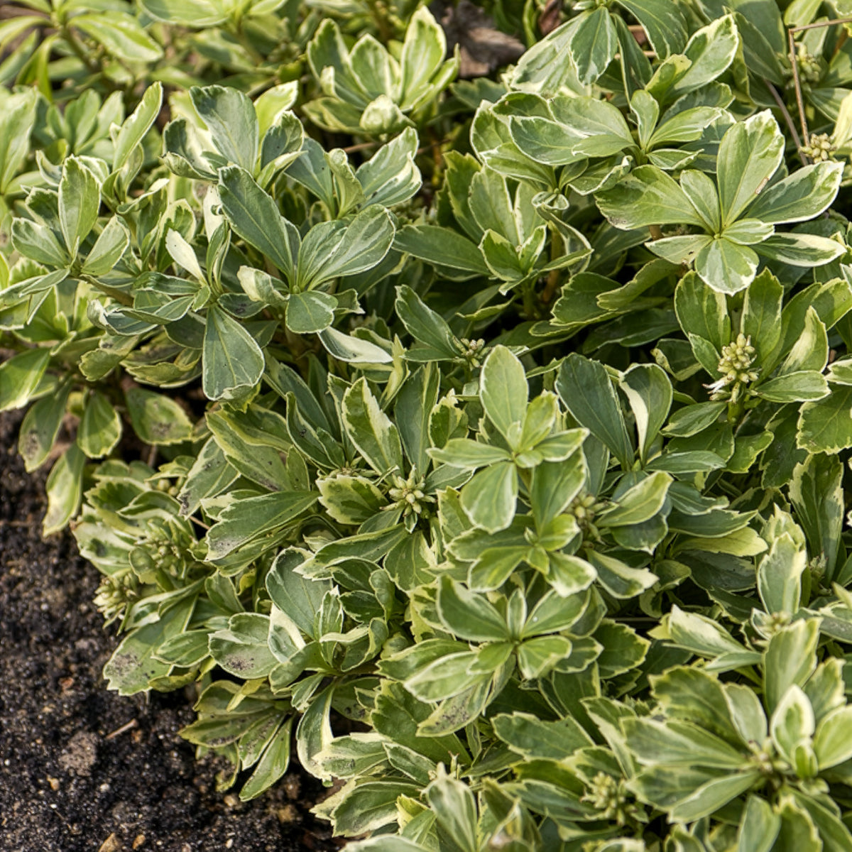 Pachysandra terminalis variegata - Pachysandre du Japon panaché - Vivaces couvre-sols