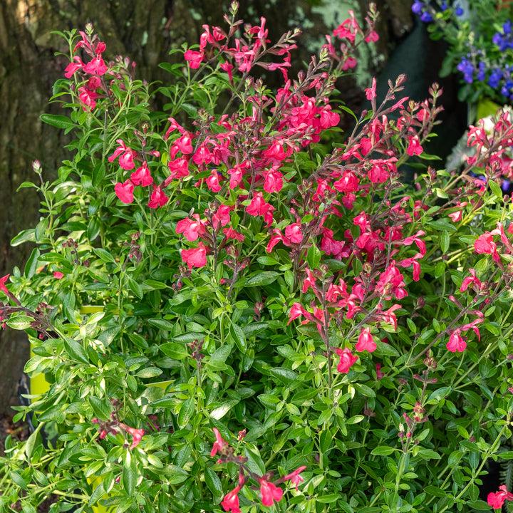 Sauge Lipstick - Salvia greggii Lipstick - Bakker