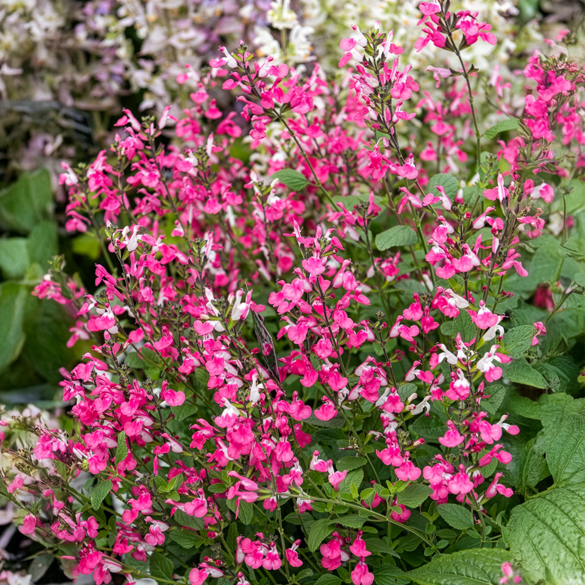 Salvia microphylla Pink Lips - Sauge arbustive Pink lips - Sauges