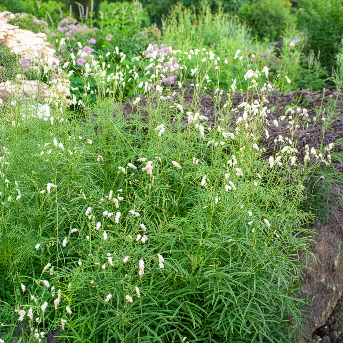 Sanguisorba tenuifolia - Pimprenelle blanche - Sanguisorbe - Pimprenelle