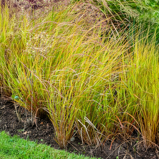Stipa arundinacea - Bakker