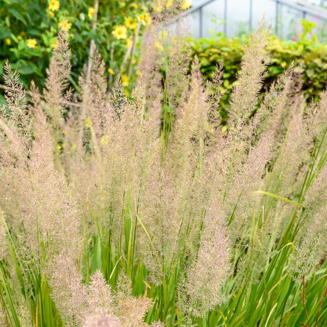 Herbe aux diamants - Bakker