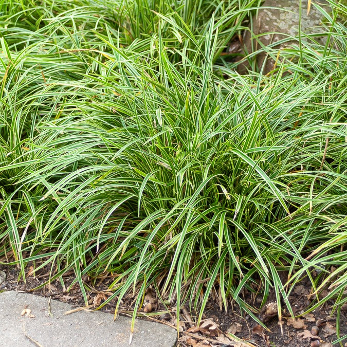 Laîche japonaise Ice Dance - Carex - Carex morrowii Ice Dance - Bakker