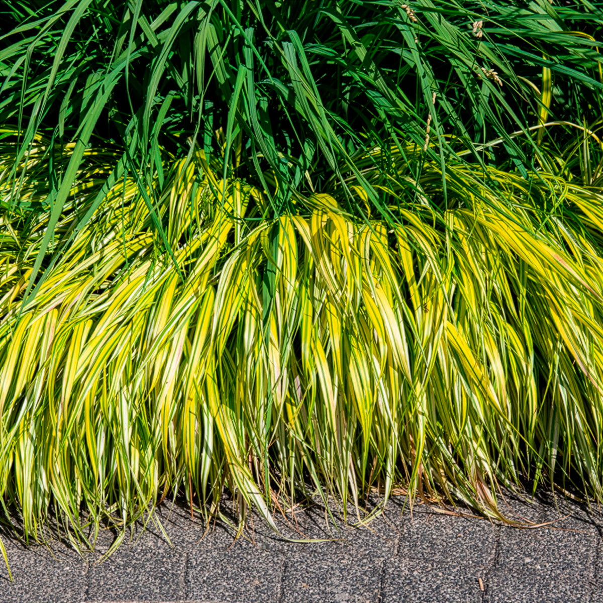 Herbe du Japon panachée Aureola - Hakonechloa macra aureola - Bakker