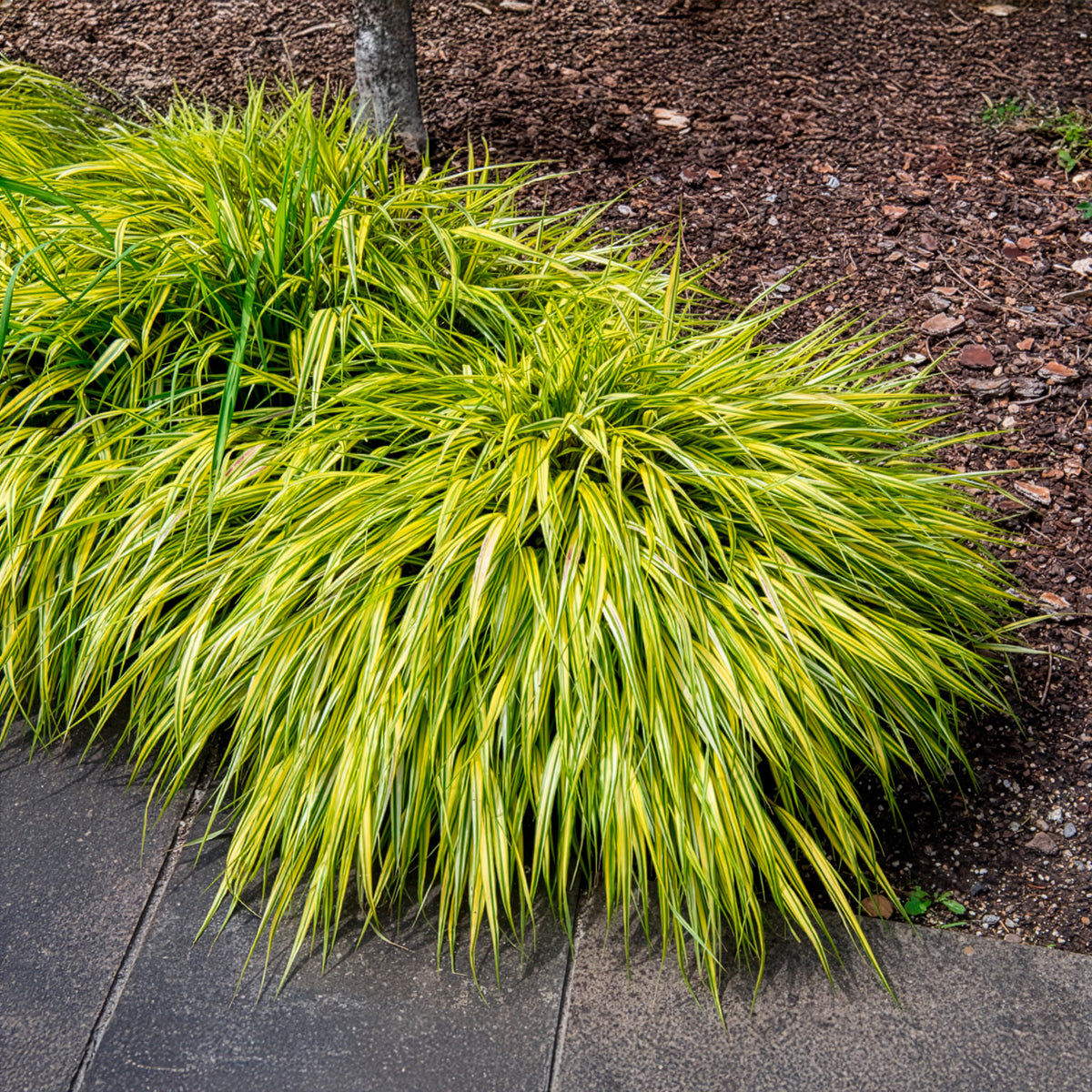 Herbe du Japon panachée Aureola - Bakker