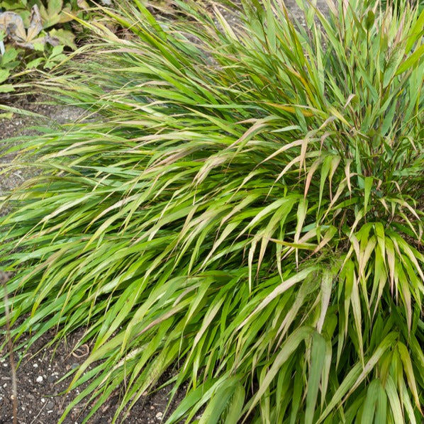 Herbe du Japon Nicolas - Hakonechloa macra Nicolas - Bakker