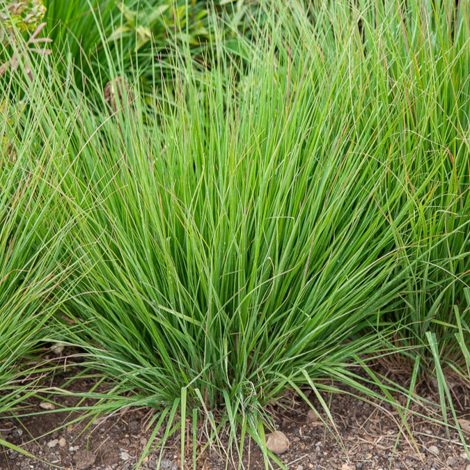 Molinie bleue Heidebraut - Bakker