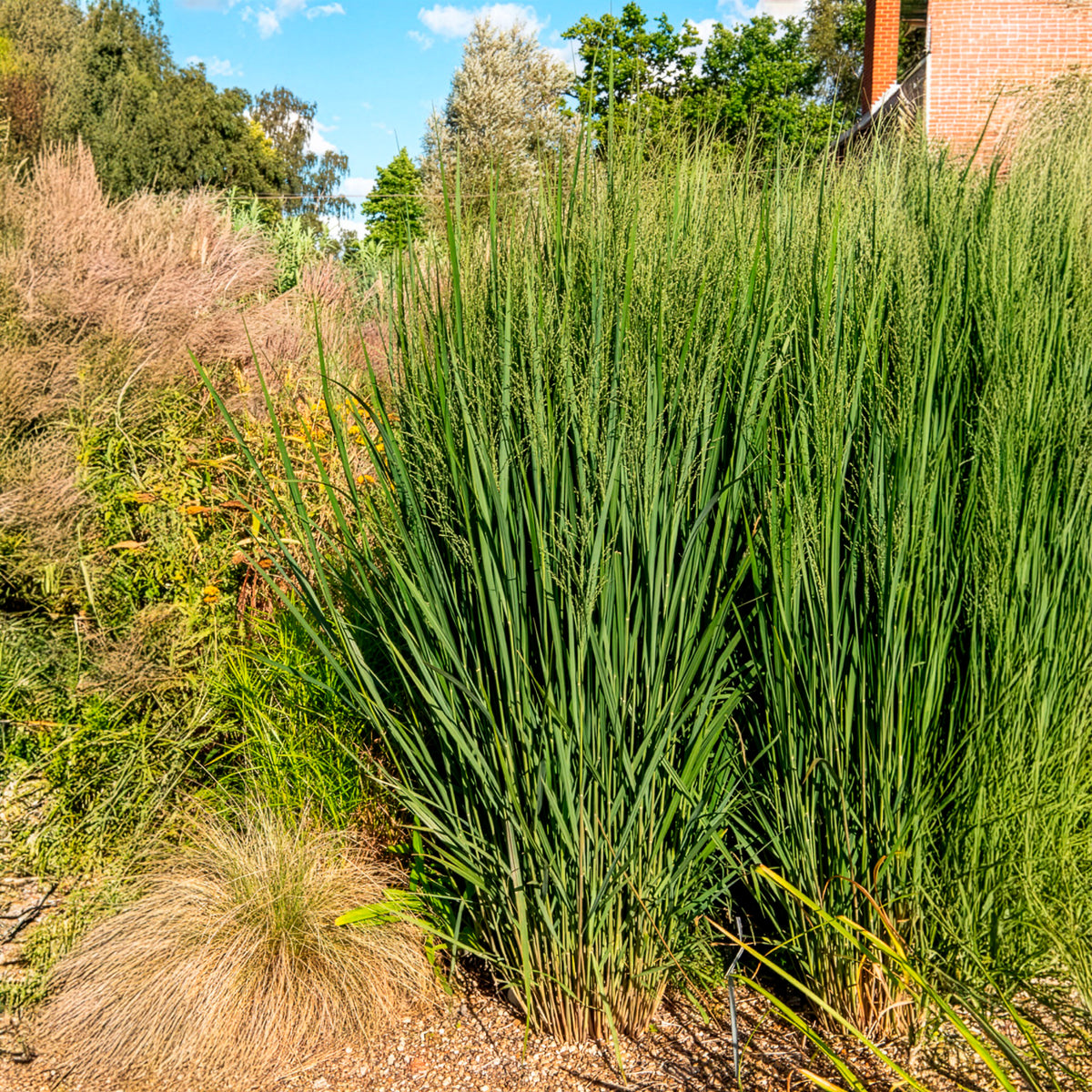 Panicum virgatum northwind - Panic érigé Northwind - Panic