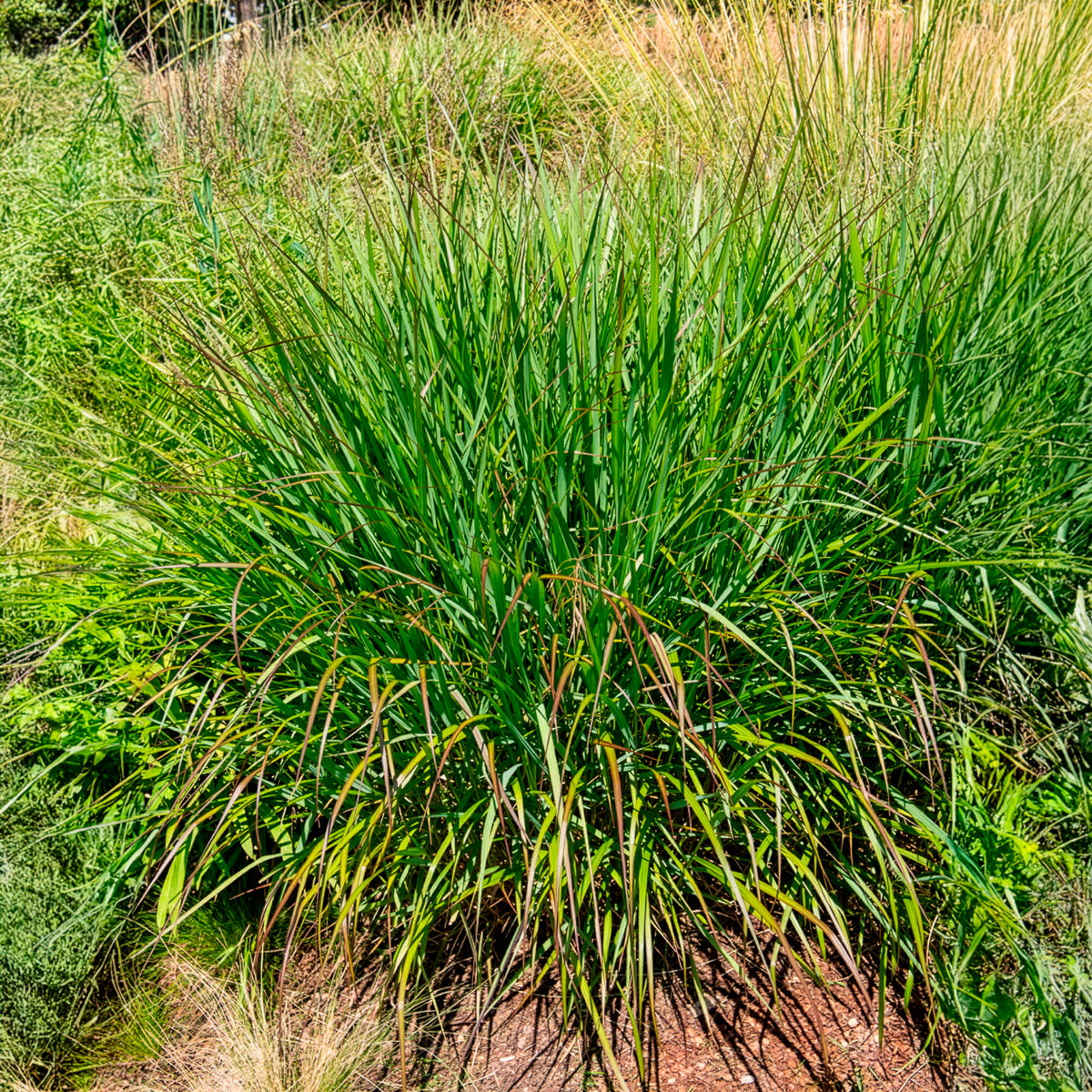 Panicum virgatum Squaw - Panic érigé Squaw - Panic