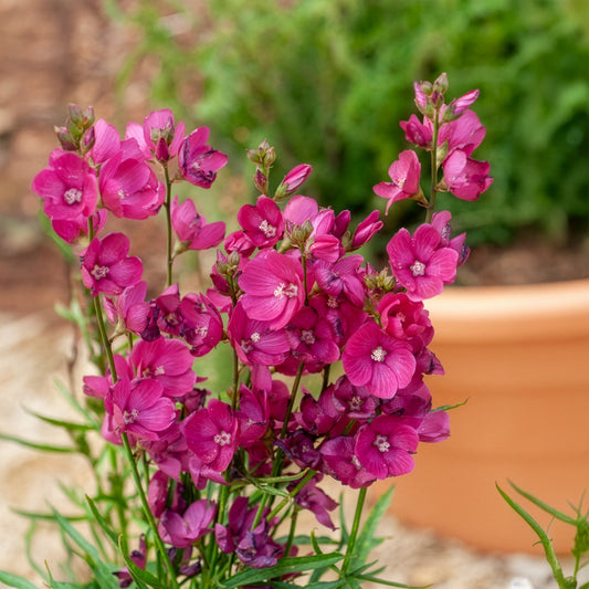 Sidalcée Brilliant - Bakker