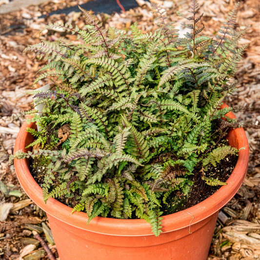 Fougère peinte Burgundy Lace - Bakker