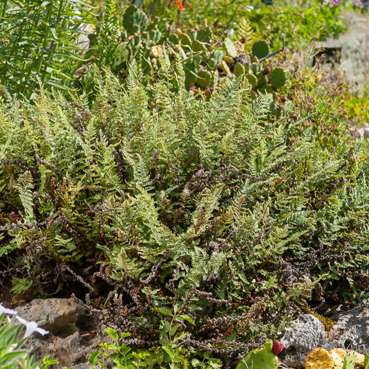 Cheilanthes lanosa - Cheilanthes lanosa - Bakker