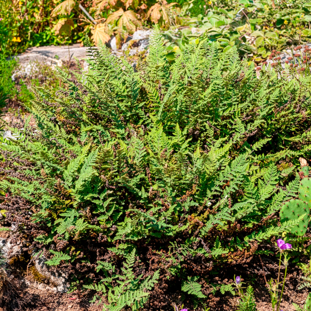 Cheilanthes lanosa - Bakker