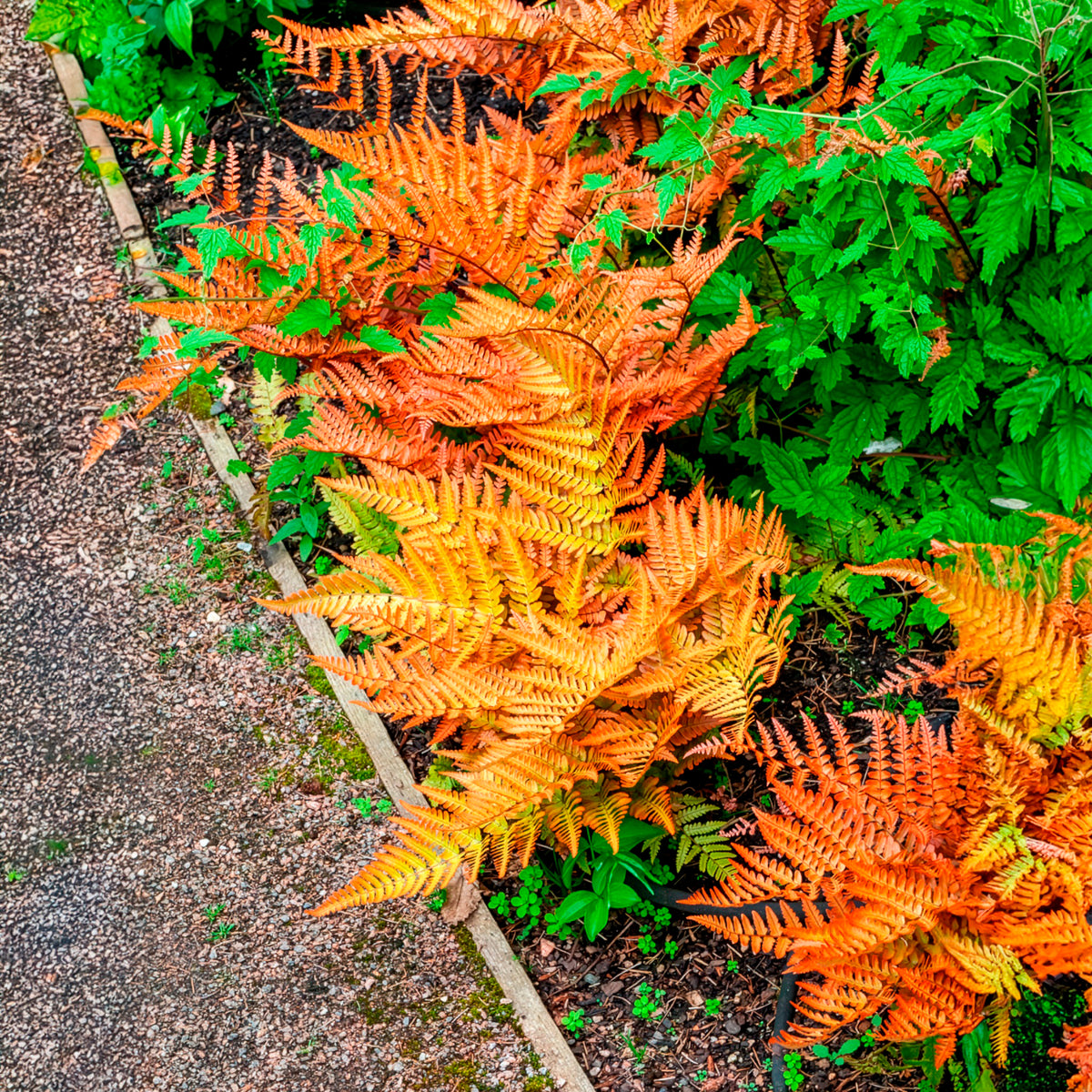 Fougères - Fougère rose cuivré - Dryopteris erythrosora