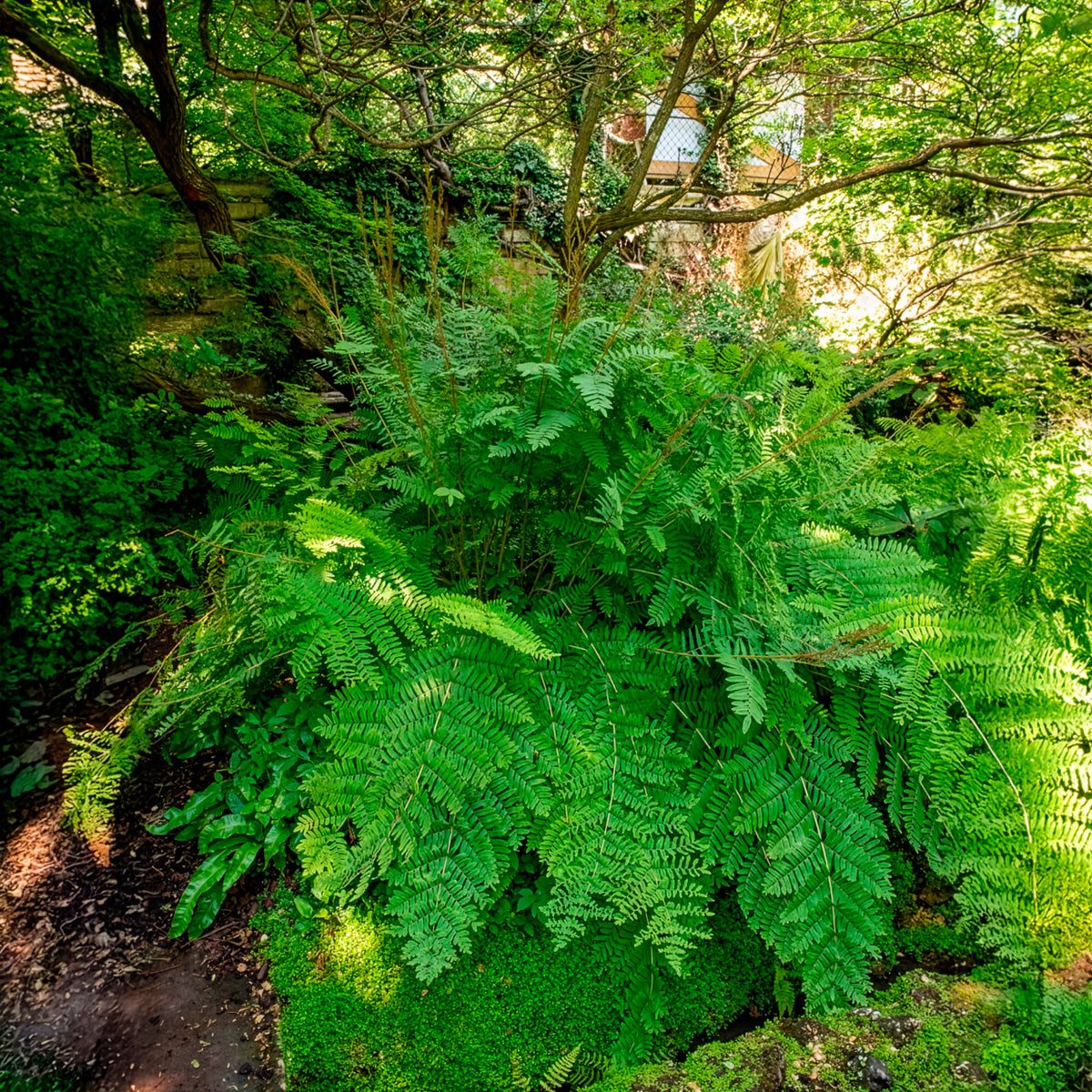 Vente Osmonde royale - Osmunda regalis