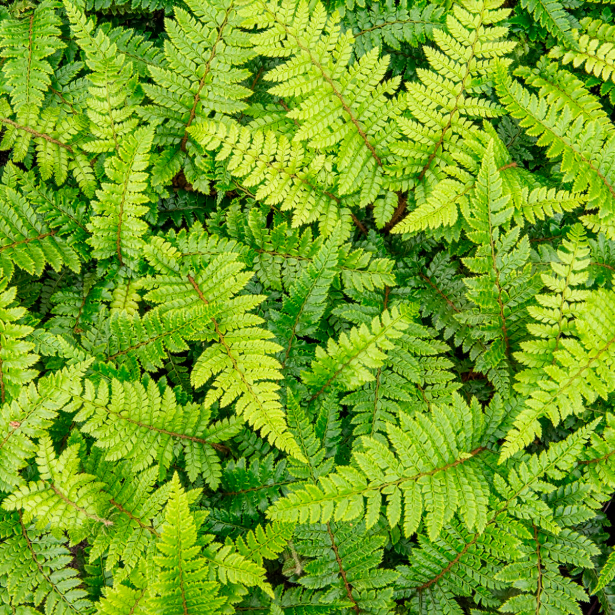 Fougères - Aspidie du Japon Pattes d'ours - Fougère - Polystichum polyblepharum
