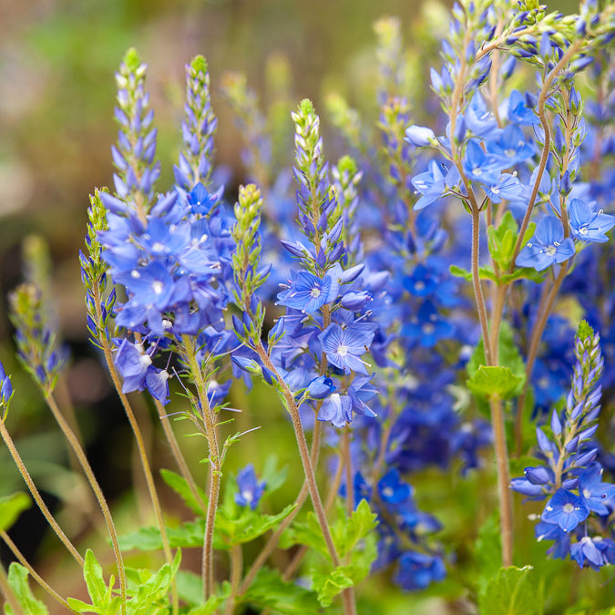 Véronique d'Autriche Royal Blue - Veronica austriaca Royal Blue - Bakker