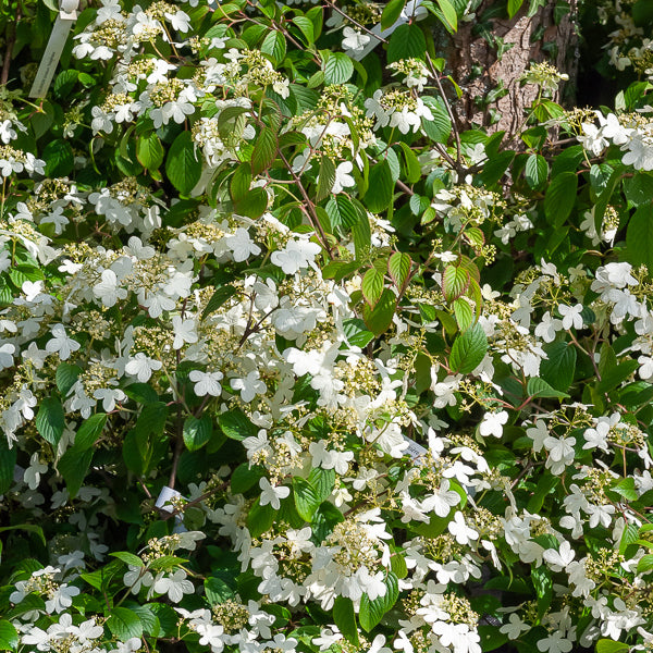 Viorne de Chine Watanabe - Viburnum plicatum Watanabe - Bakker
